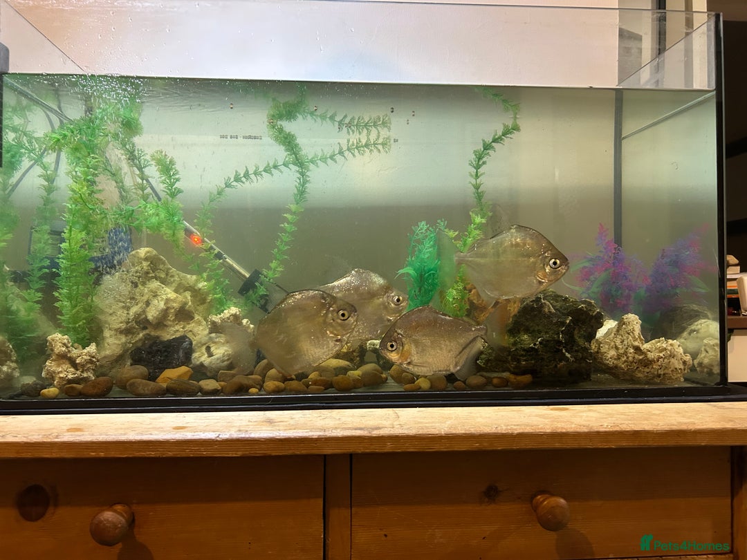 Cichlids fish for sale: Established tank of 4 silver dollar fish - Image 2