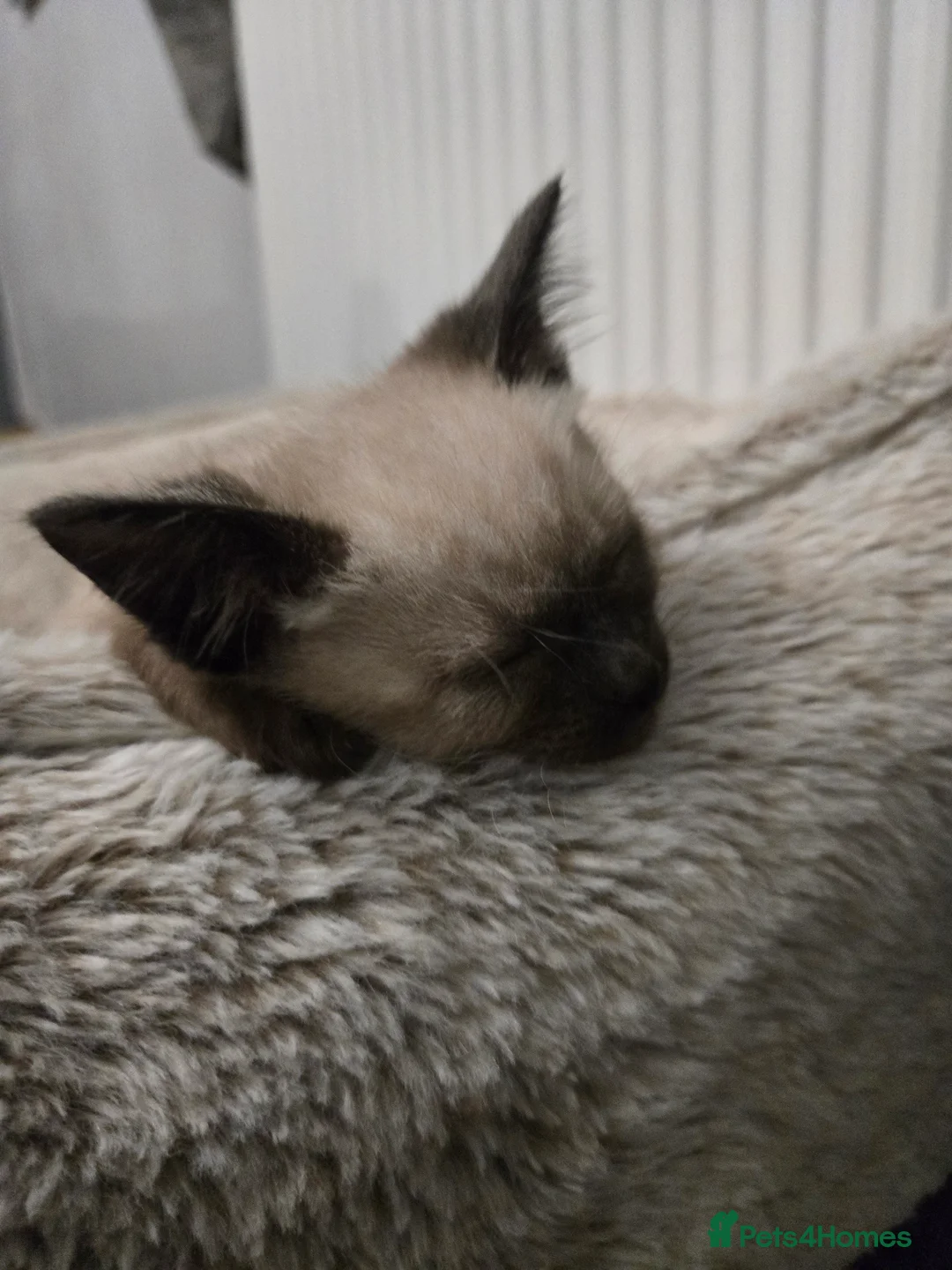 Mixed Breed cats for sale: Ready for new slaves beautiful sphynx babies. - Advert 5