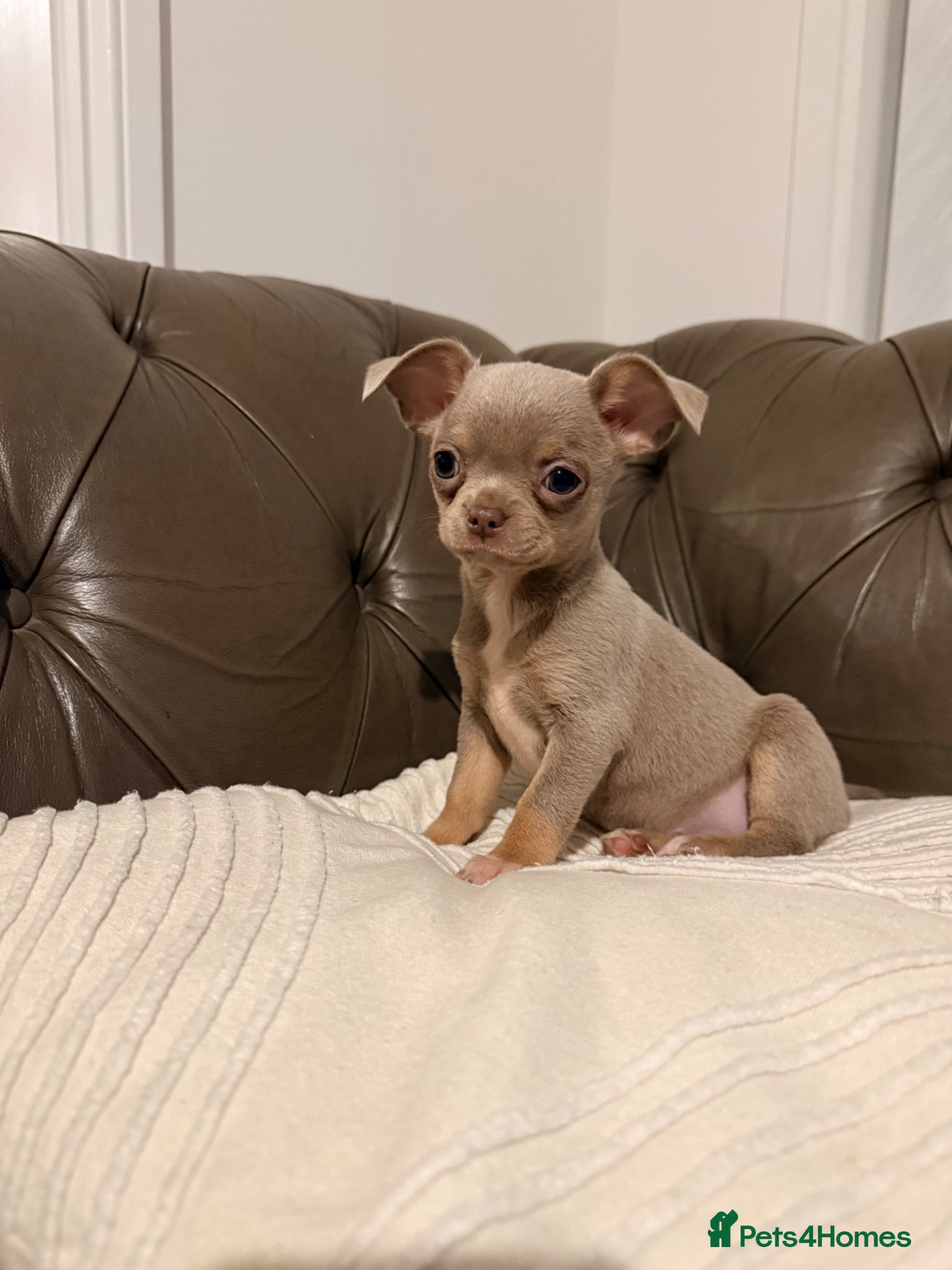 Chihuahua dogs  Chihuahua lilac tan and lilac white puppy’s  - Advert 2