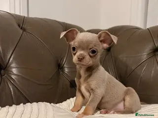 Chihuahua dogs Chihuahua lilac tan and lilac white puppy’s - Advert 2