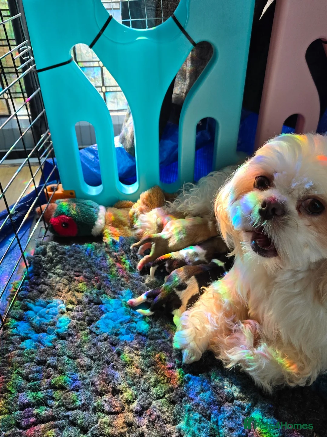 Shih Tzu dogs for sale: Stunning  shihtzus 4 girls £995 in Blackpool - Advert 1