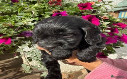 Cockapoo dogs for sale: Ready now Cracking F1 Cockapoos - Image 22