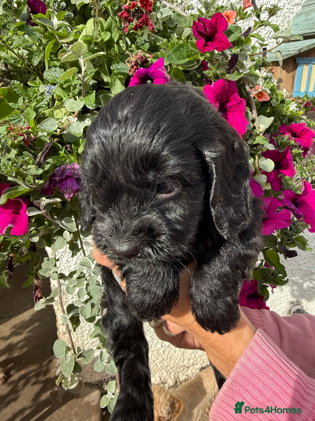 Cockapoo dogs for sale: Ready now Cracking F1 Cockapoos - Image 22