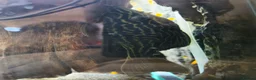 Plecos fish for sale: 🚨*RARE* STUNNING L27C GOLDEN LINE ROYAL PLECO🚨 - Advert 3