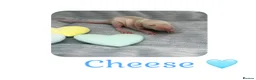 Rat rodents for sale: Baby Dumbo Rats  - Advert 8