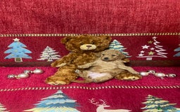 Cavapoo dogs for sale: F1B Cavapoo - Advert 12