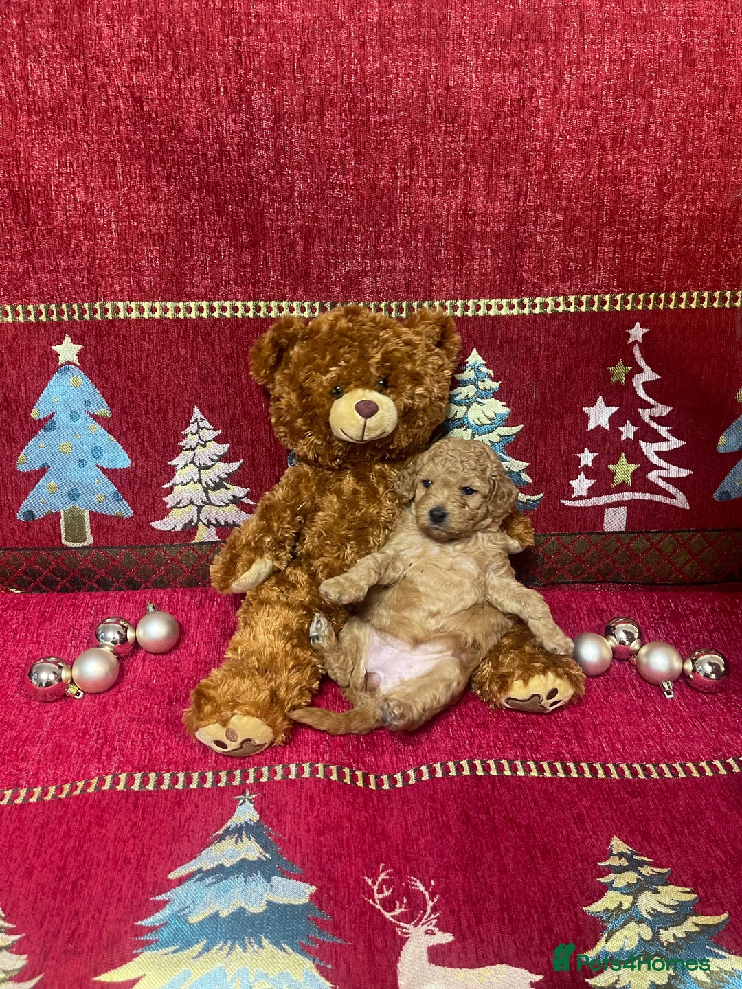 Cavapoo dogs for sale: F1B Cavapoo - Advert 12