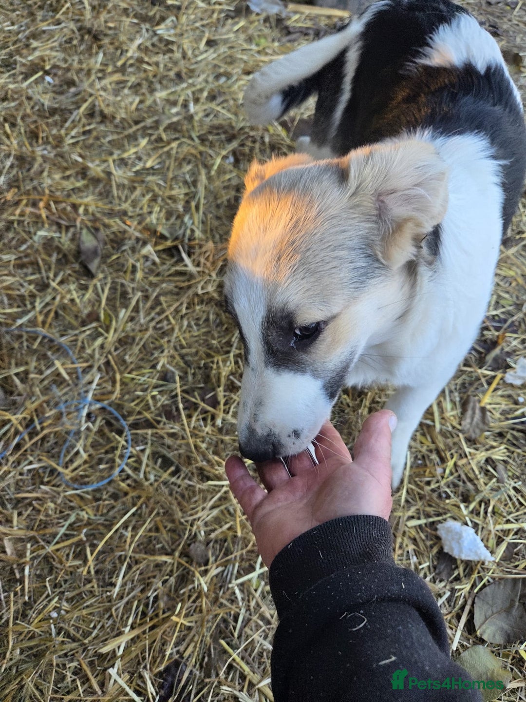 Mixed Breed dogs for adoption: 🐾 TEDDY - Big, Gentle & Full of Quiet Love 🤍🐶 - Advert 7