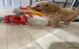 Maltipoo dogs for sale: Beautiful, health tested maltipoos  - Image 18