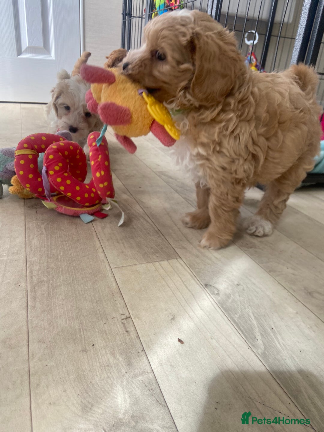 Maltipoo dogs for sale: Beautiful, health tested maltipoos  - Image 18