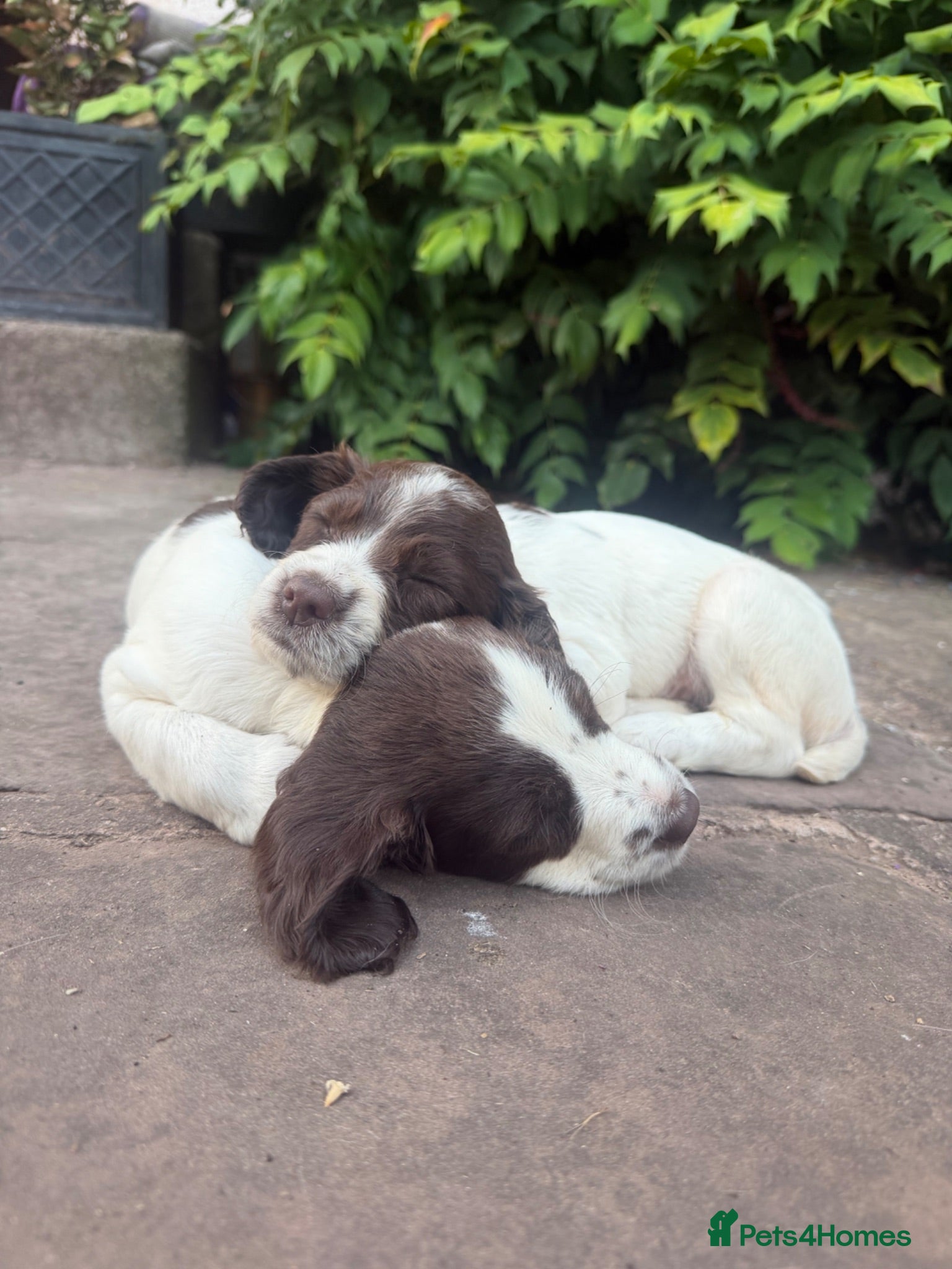 English Springer Spaniel dogs Springer spaniel puppies, Docked tails  - Advert 2