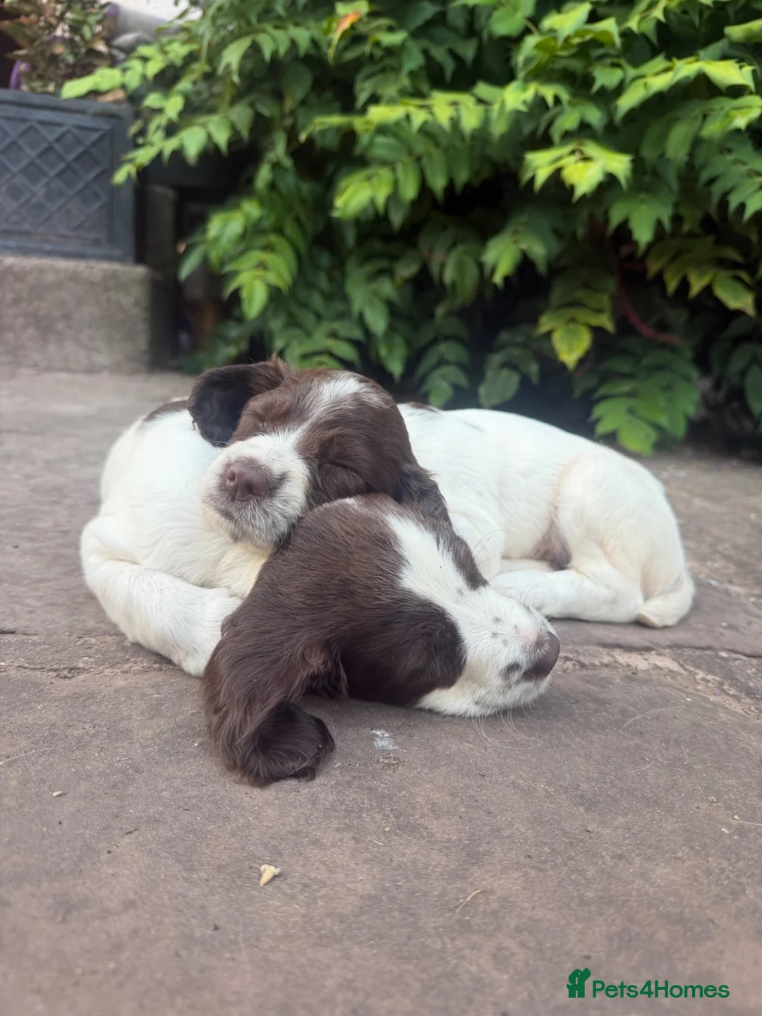 English Springer Spaniel dogs for sale: Springer spaniel puppies, Docked tails  in Hereford - Advert 2