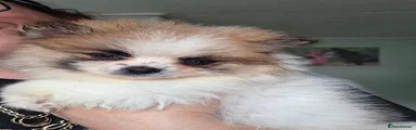 Pomeranian 2