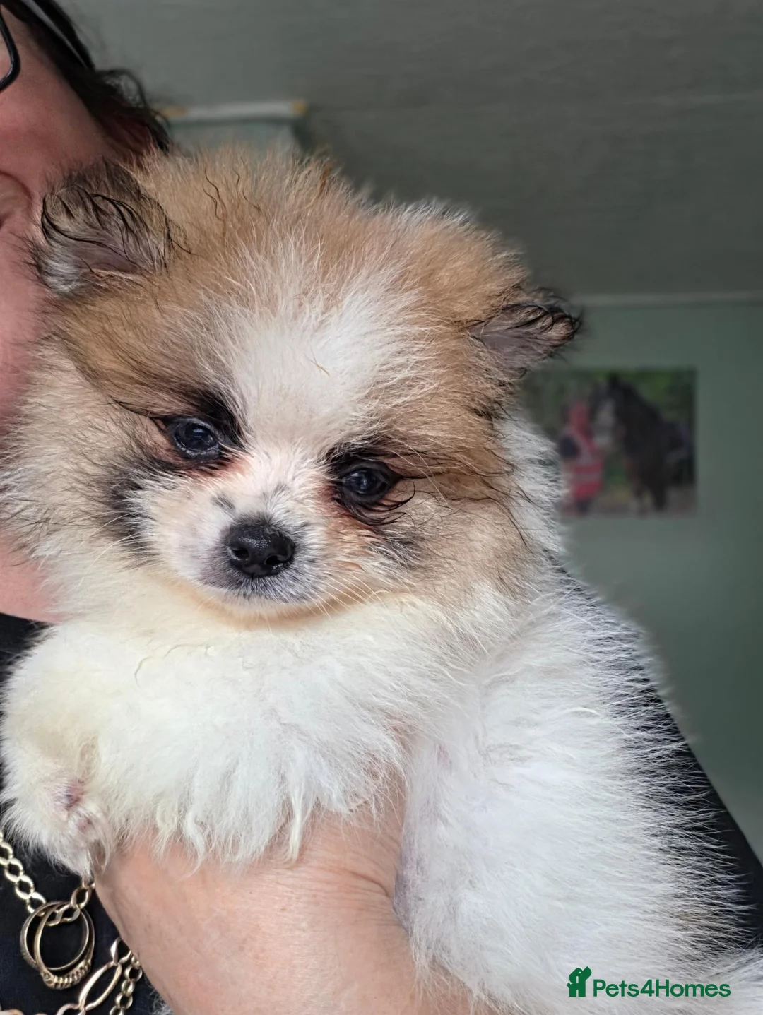 Pomeranian dogs for sale: Pomeranian puppies  - Advert 10