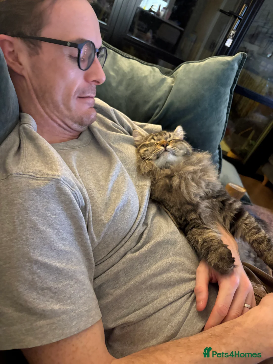 Siberian cats for sale: Softest Siberian 11 months old - Advert 3