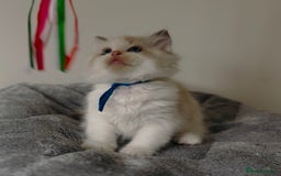 Ragdoll cats for sale: Stunning full pedigree EU Ragdoll kittens  - Image 5