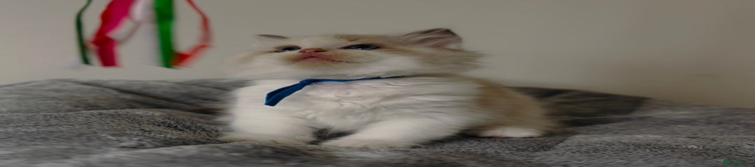 Ragdoll Kitten 2