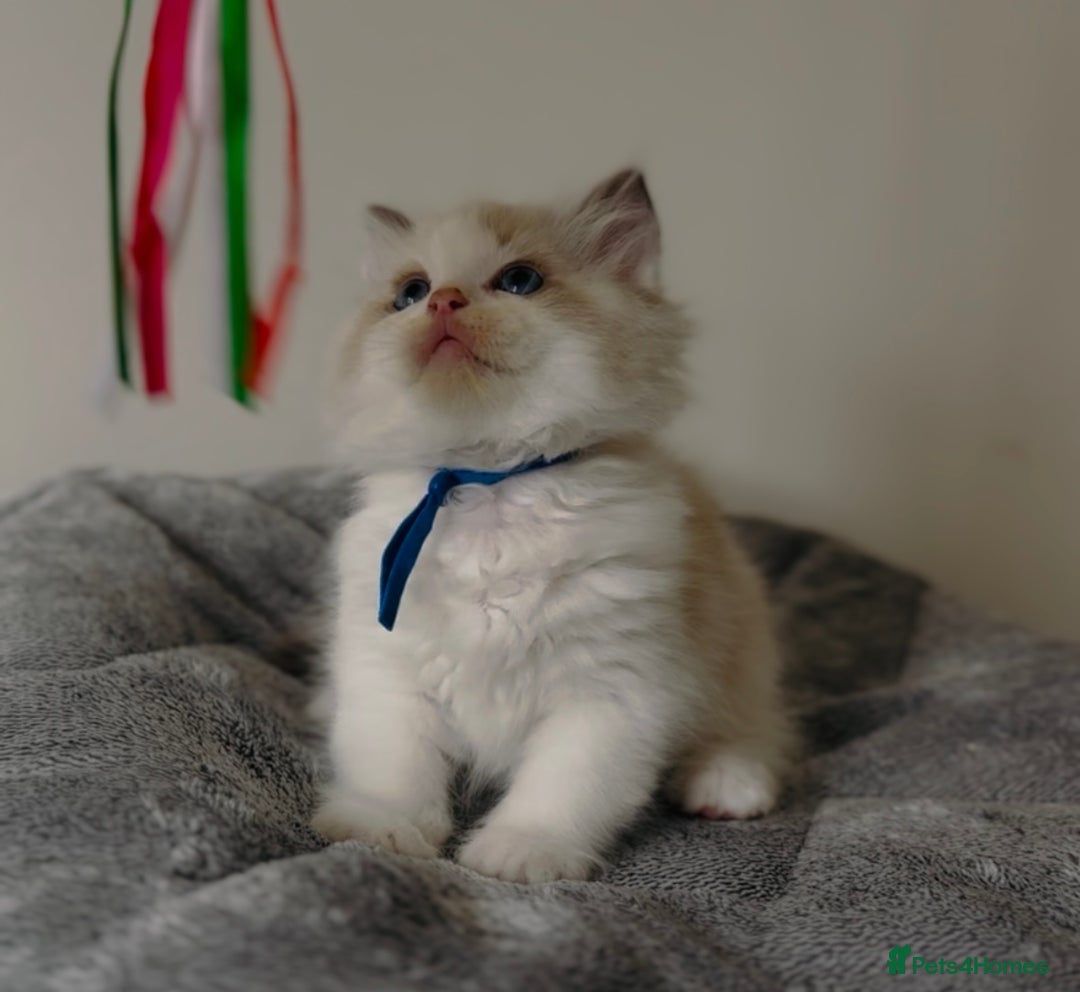 Ragdoll cats for sale: Stunning full pedigree EU Ragdoll kittens  - Image 5