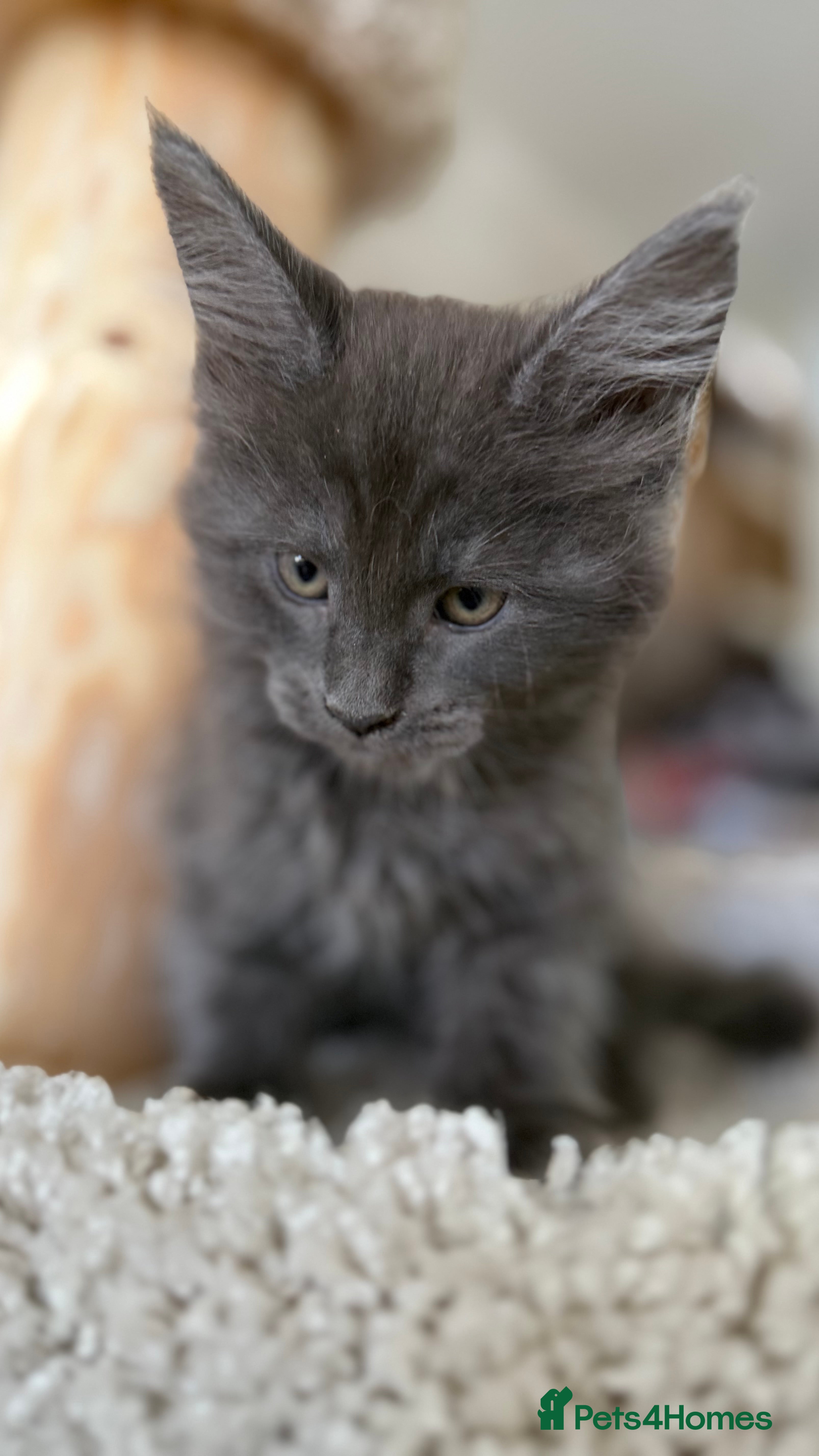 Maine Coon cats Large Pedigree Main Coone Kittens, Ready Now 🫶🏻 - Advert 3
