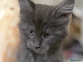 Maine Coon cats Large Pedigree Main Coone Kittens, Ready Now 🫶🏻 - Advert 3