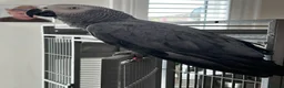 Parrots birds for sale: African Grey Parrot - Advert 3
