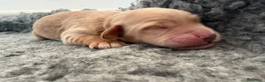 Mixed Breed Puppy 5