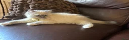 Ragdoll cats for sale: Beautiful Lilac Mitted Colourpoint Ragdoll Kittens - Advert 9