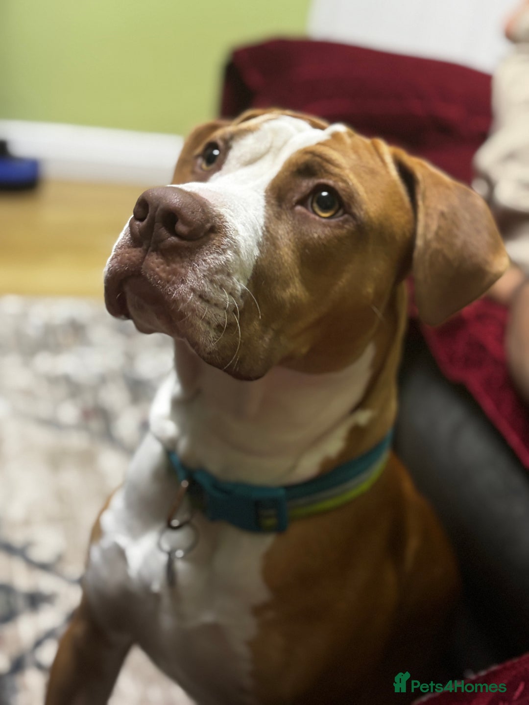 American Bulldog dogs for sale: 10 month puppy  - Image 1