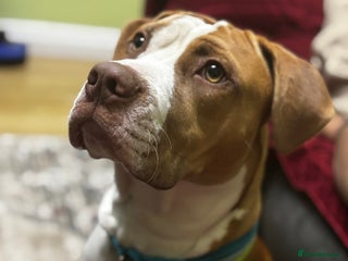 American Bulldog dogs - Advert 1