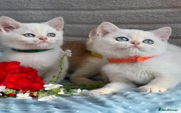 British Shorthair cats for sale: British sh golden kittens NY 12 GCCF  - Image 13