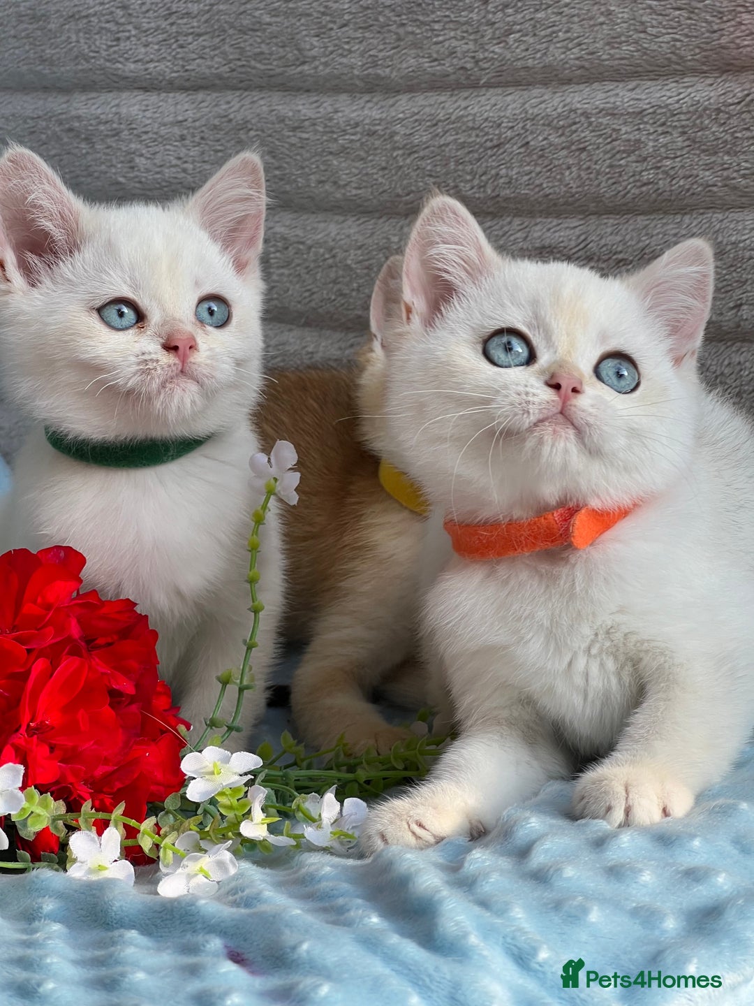 British Shorthair cats for sale: British sh golden kittens NY 12 GCCF  - Image 13