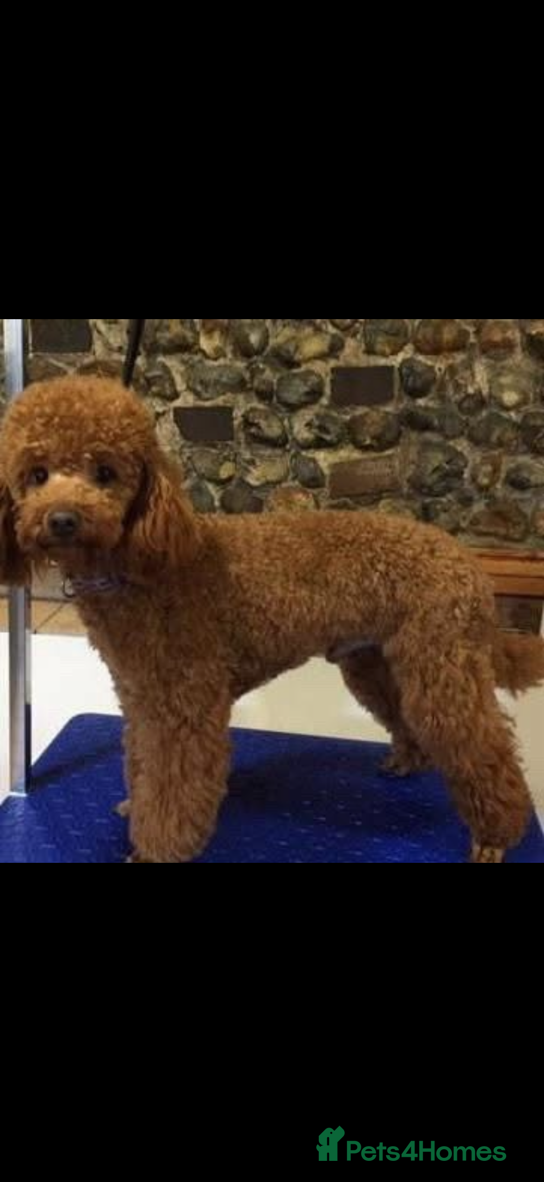 Cockapoo dogs for sale: GORGEOUS F1 TOY COCKAPOO BOY - Advert 6