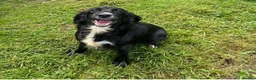Cocker Spaniel dogs for sale: Cocker spaniel puppies  - Advert 12