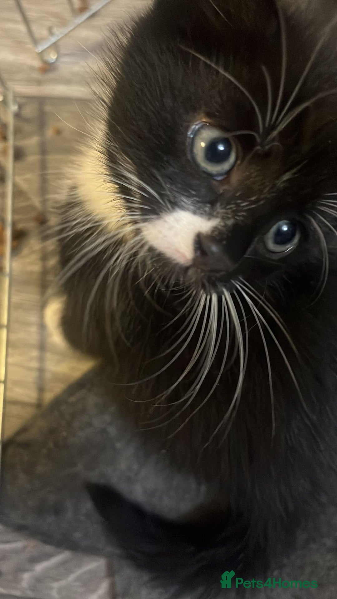 Mixed Breed cats for sale: Kitten for sale  - Image 2