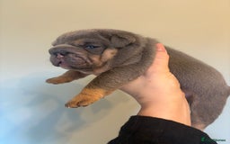 English Bulldog dogs for sale: KC Registered English Bulldogs - Image 10