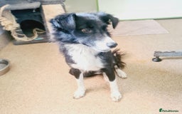 Mixed Breed dogs for adoption: 🐾🩷CANDY, a marvellous girl for a Loving Home🐾🏡 - Image 5