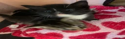 Mixed Breed cats for sale: 4 mixed kittens  - Advert 5