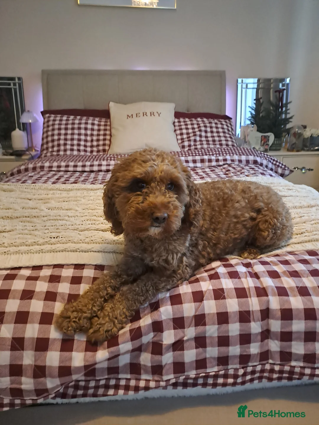 Cavapoo dogs for sale: Teddy  in Birmingham - Advert 2