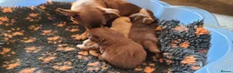 Mixed Breed dogs for sale: Pomeranian x puppies  - Advert 5