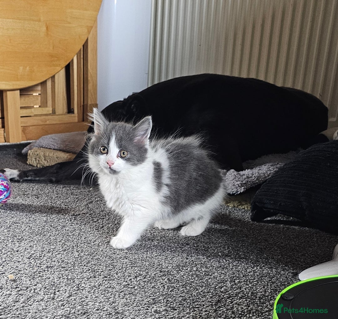 British Longhair cats for sale: Tabby mix kittens - Image 6
