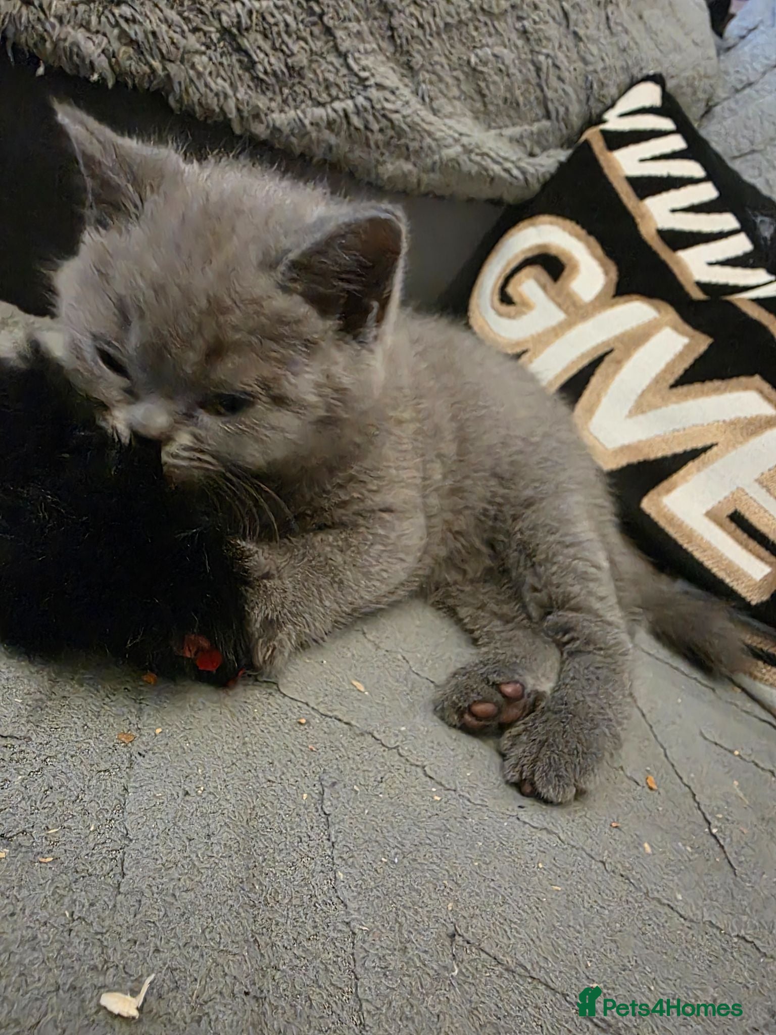 British Shorthair cats BSH kittens ready now 3 lilac 3 blue male &females - Advert 1