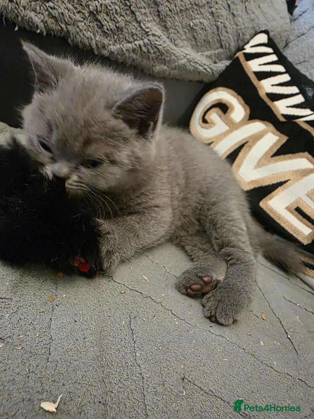 British Shorthair cats for sale: BSH kittens ready now 3 lilac 3 blue male &females - Advert 2