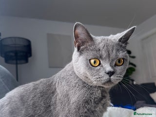 British Shorthair cats British Shorthair Cat - Rehoming due to work - Advert 17
