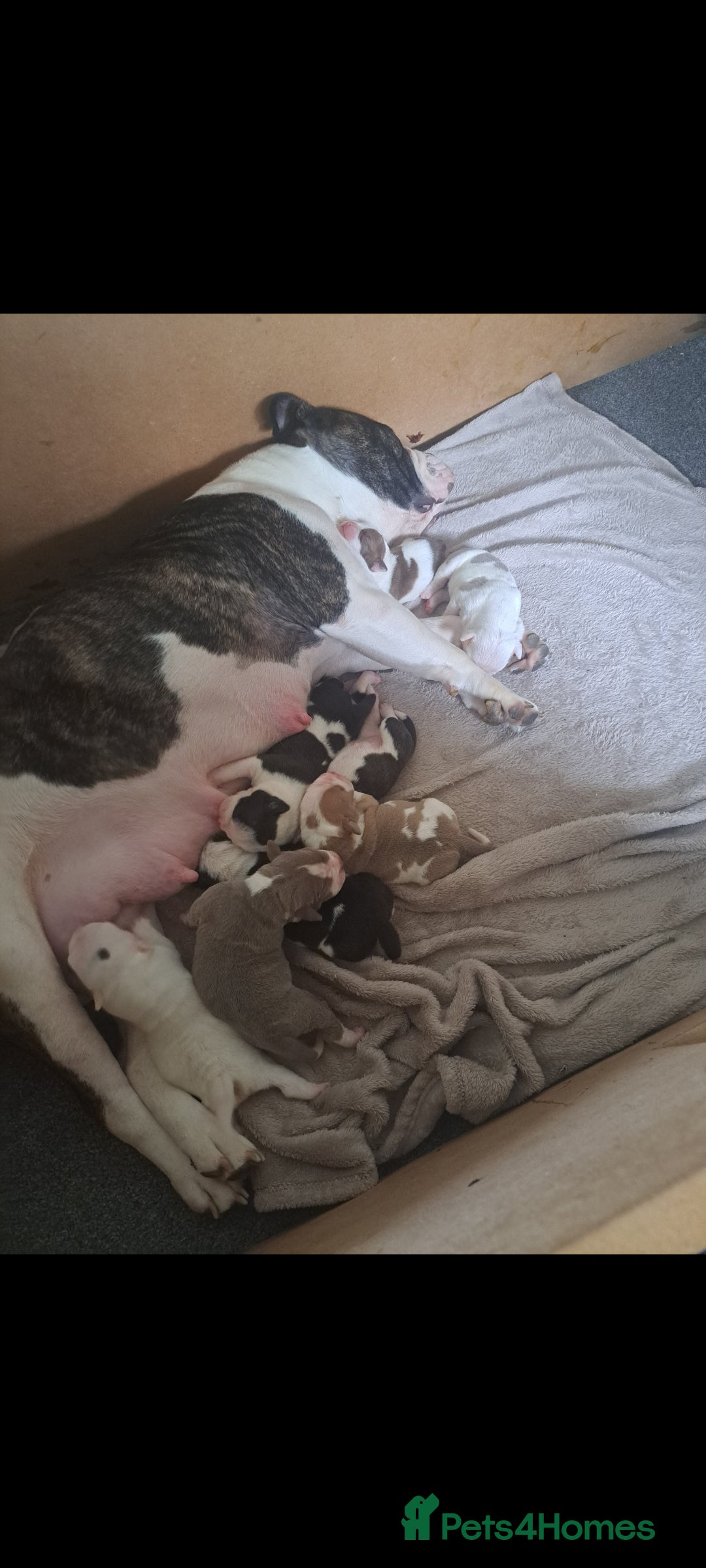 Dorset Olde Tyme Bulldogge dogs for sale: Olde tyme English bulldogs - Image 6