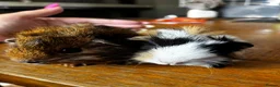 Guinea Pig rodents for sale: Beautiful girls handsomr boys - Advert 10