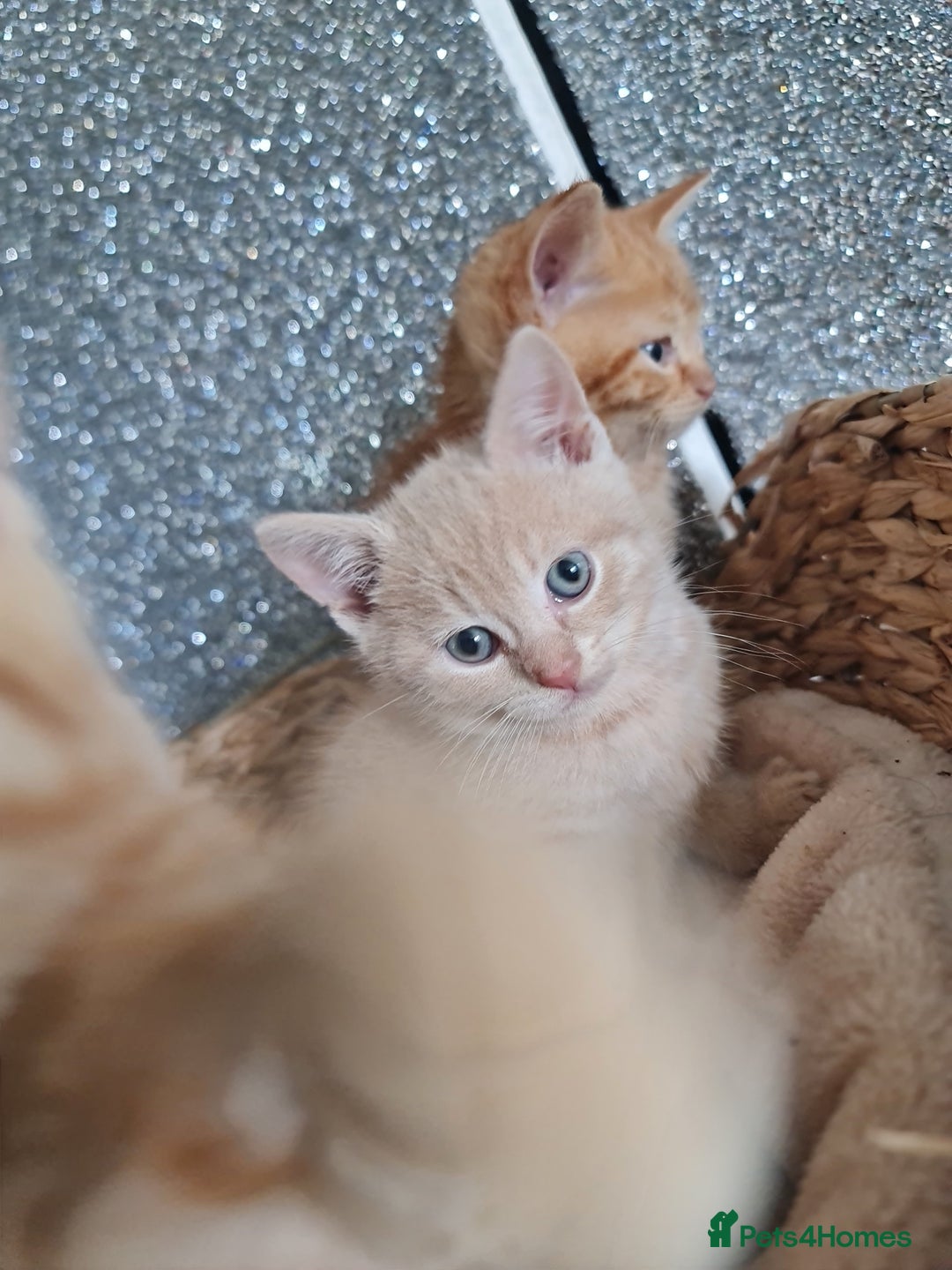 British Shorthair cats for sale: Beautiful BSH kittens from genetic tested parents - Image 2
