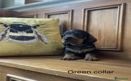 Dachshund dogs for sale: Dual Purpose Standard Wirehaired Dachshund(Teckel) - Image 16