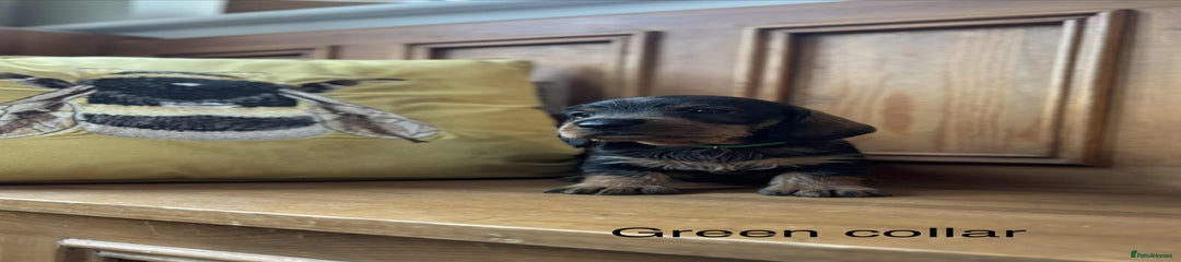 Green collar boy