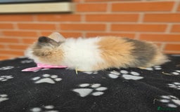 Lionhead rabbits for sale: Double Maned Lionhead  - Image 3