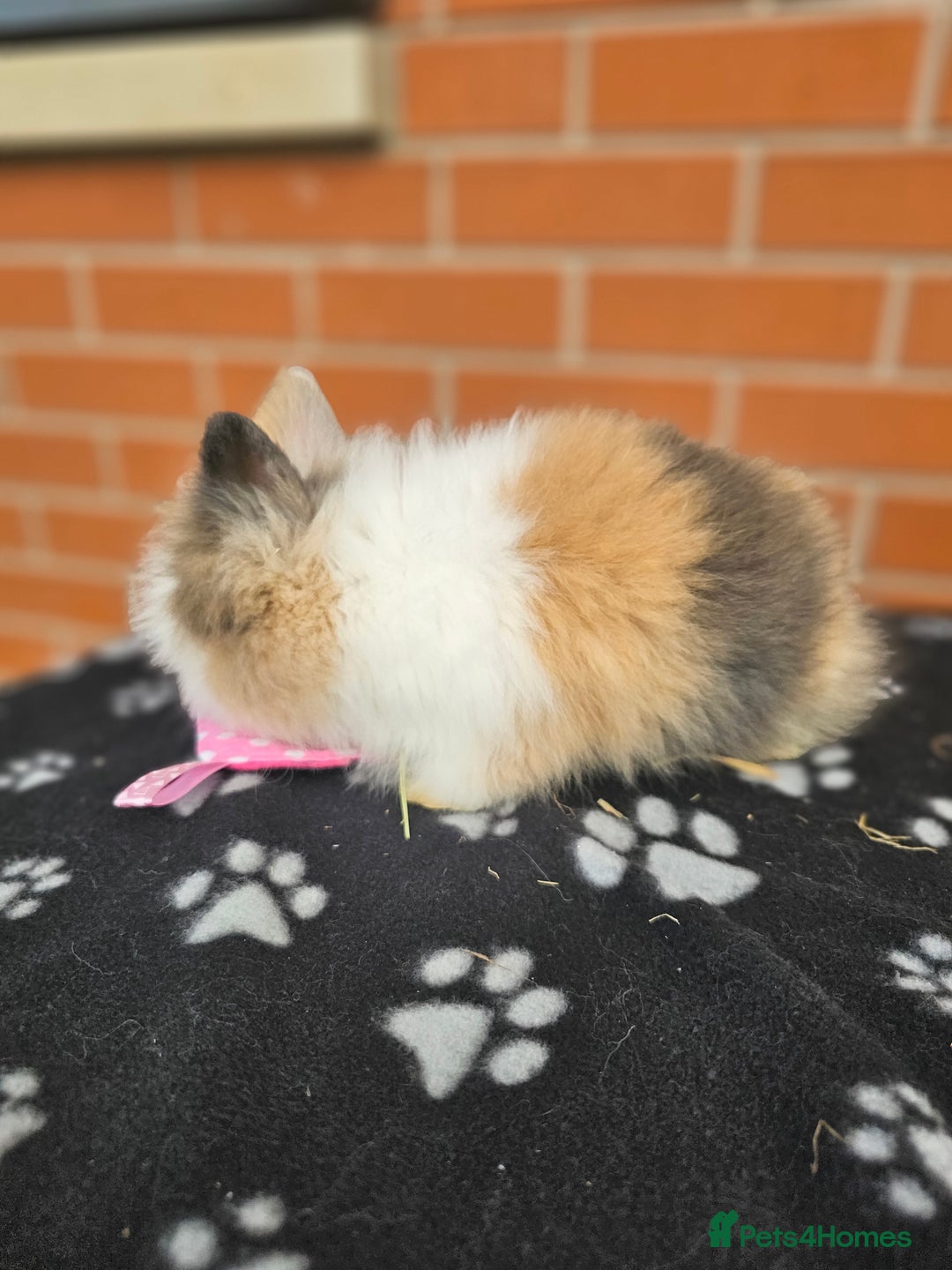 Lionhead rabbits for sale: Double Maned Lionhead  - Image 3